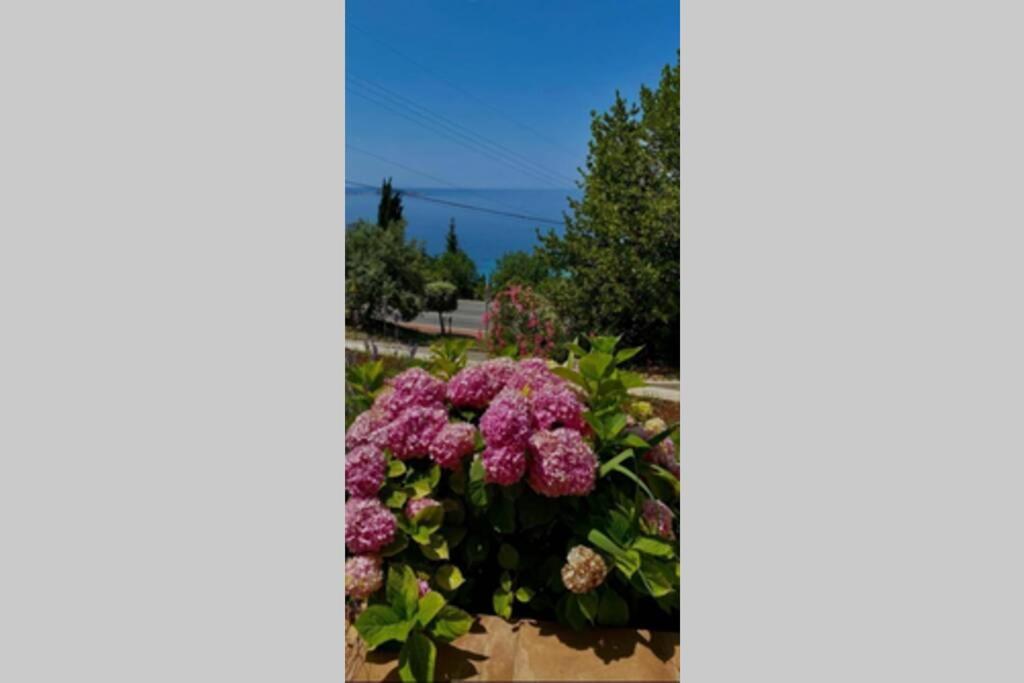 Villa Pergola -Apartment Roko مْليني المظهر الخارجي الصورة