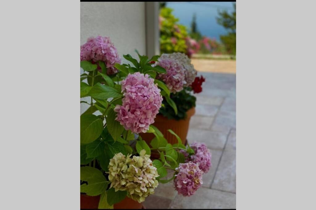 Villa Pergola -Apartment Roko مْليني المظهر الخارجي الصورة